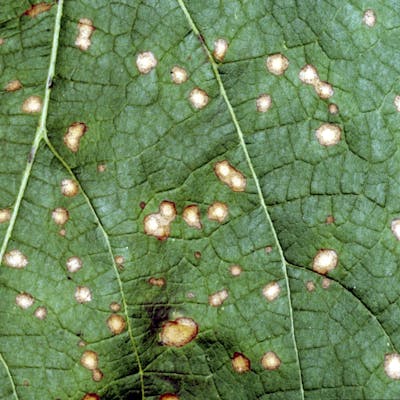 botryosphaera grapes