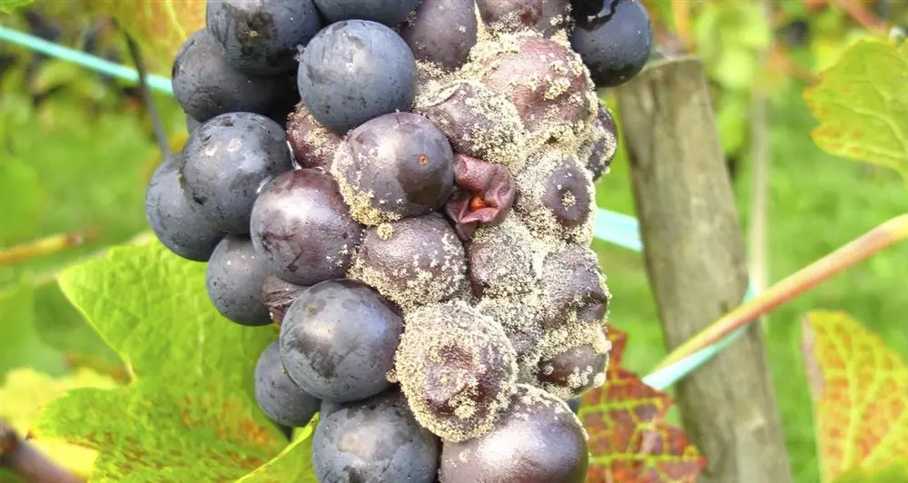 botrytis grapes