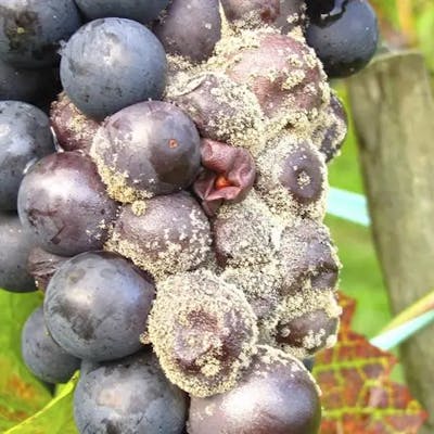 botrytis grapes