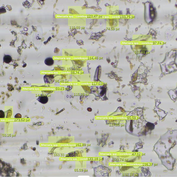 BioScout automated airborne fungal spore labelling