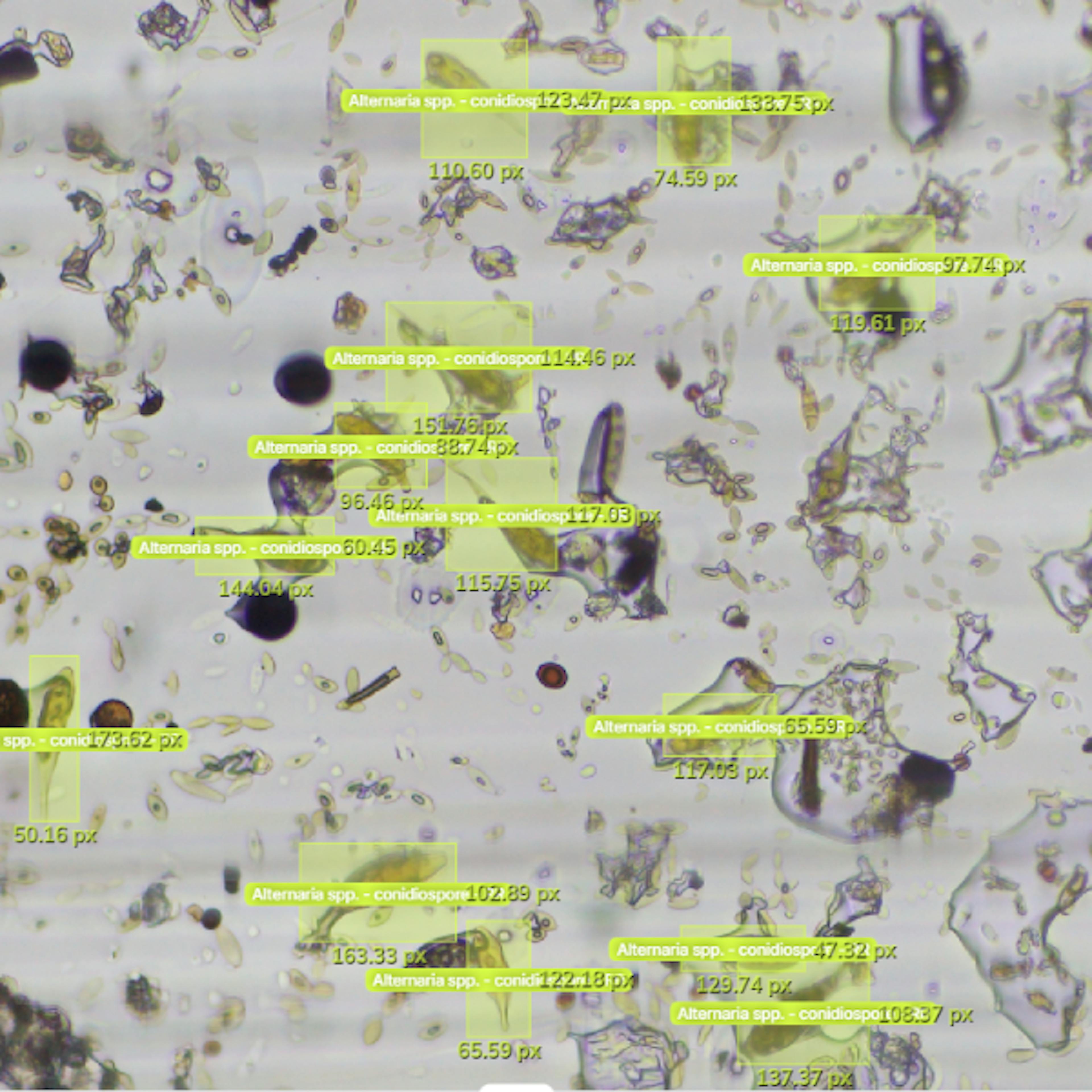 BioScout automated airborne fungal spore labelling