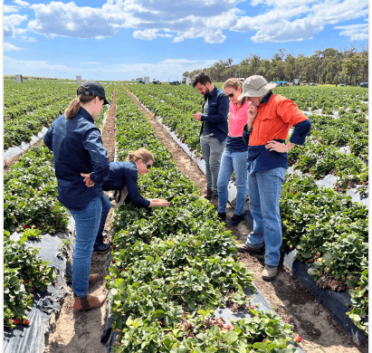 BioScout team observing strawberry crop