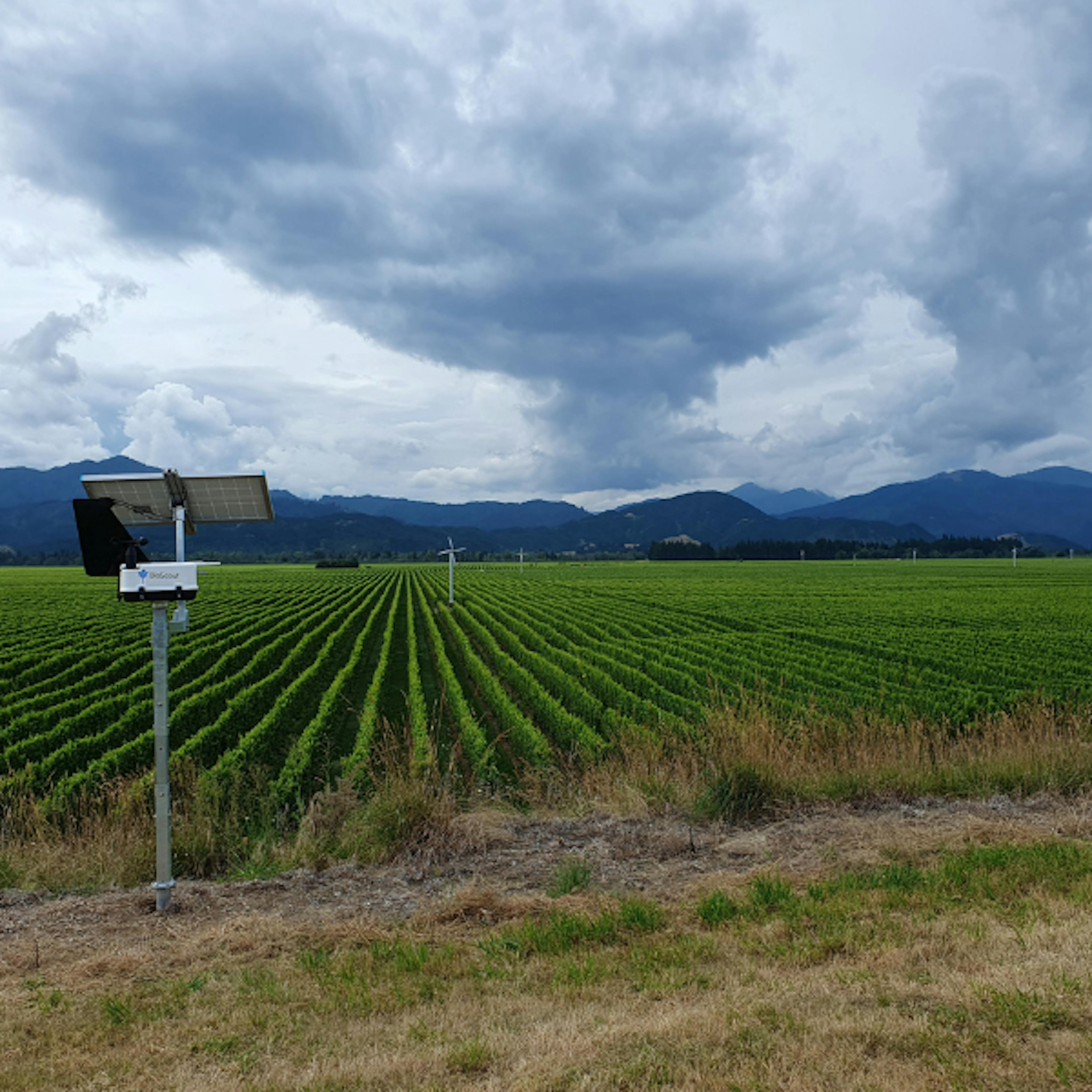 BioScout Units monitoring Delegat's Oyster Bay Vineyards