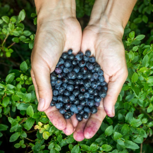 Person holding a handful of ripe blueberries