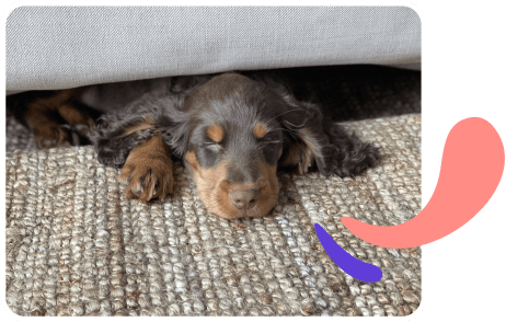 Dog snoozing