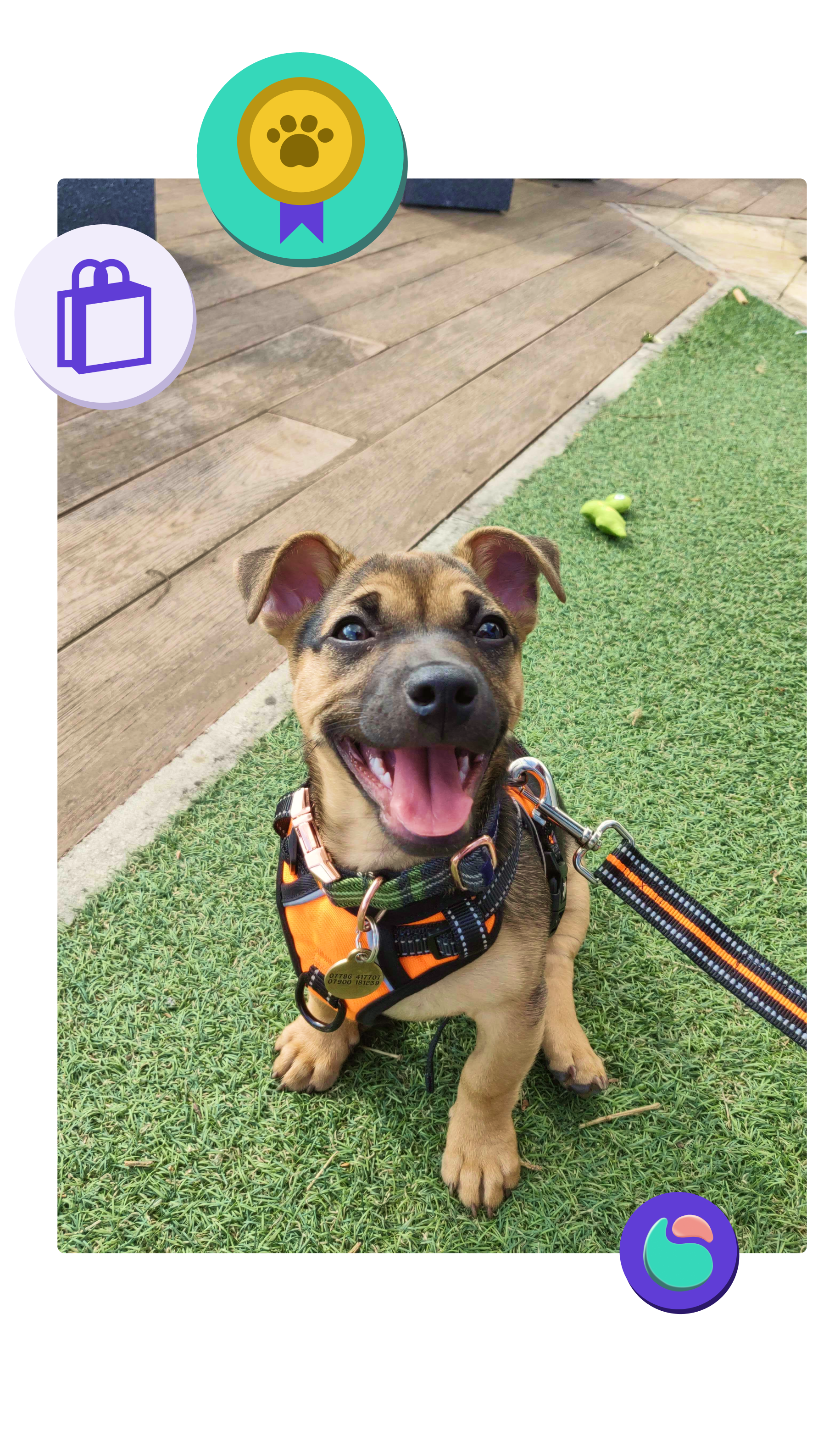 Biscuit Get rewarded for walking your dog Our story