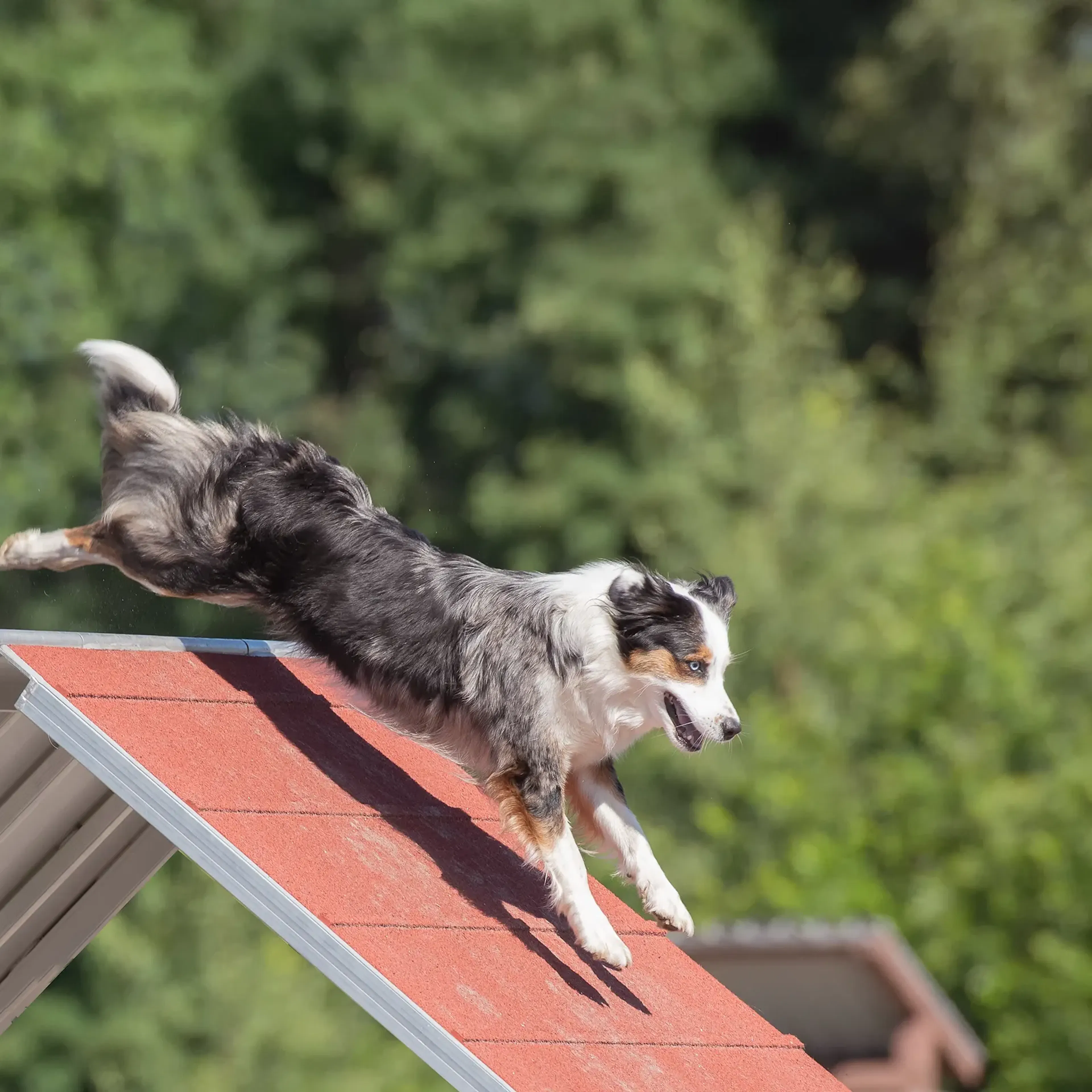 Hund tränar på agilitybana