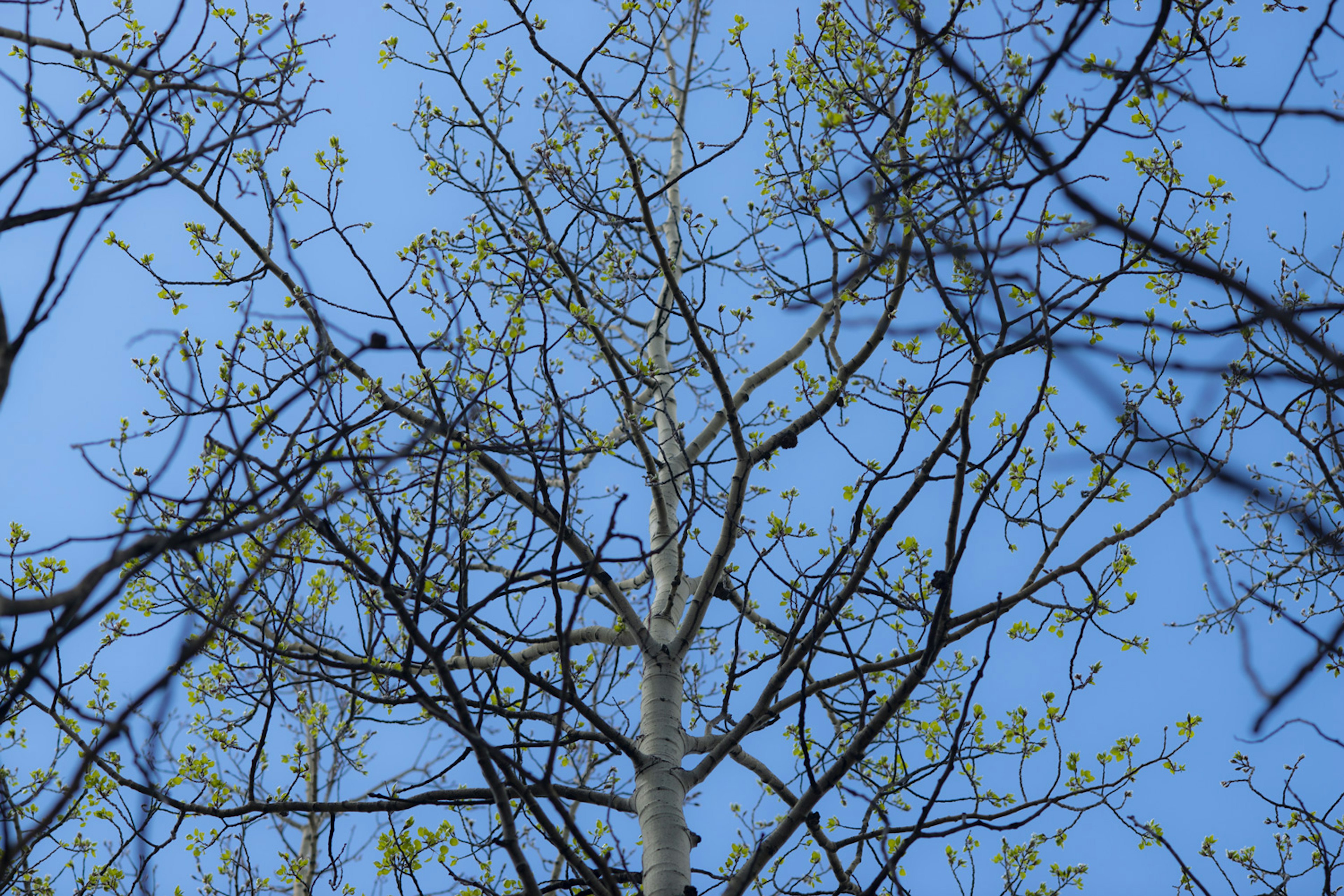 Tree Talks (Spring)