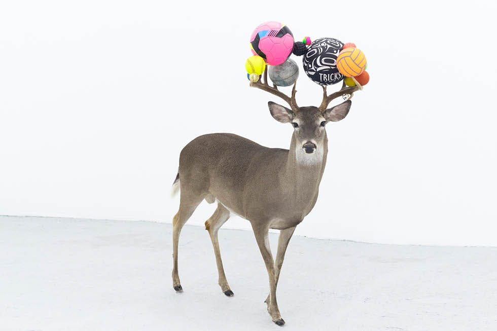 Image caption: Gabriel Rico, "Can you smell maths? (Pink deer)", 2021, White-tailed deer taxidermy and different balls. Courtesy OMR, Mexico City. Photo credit: © Diego Argüelles.
