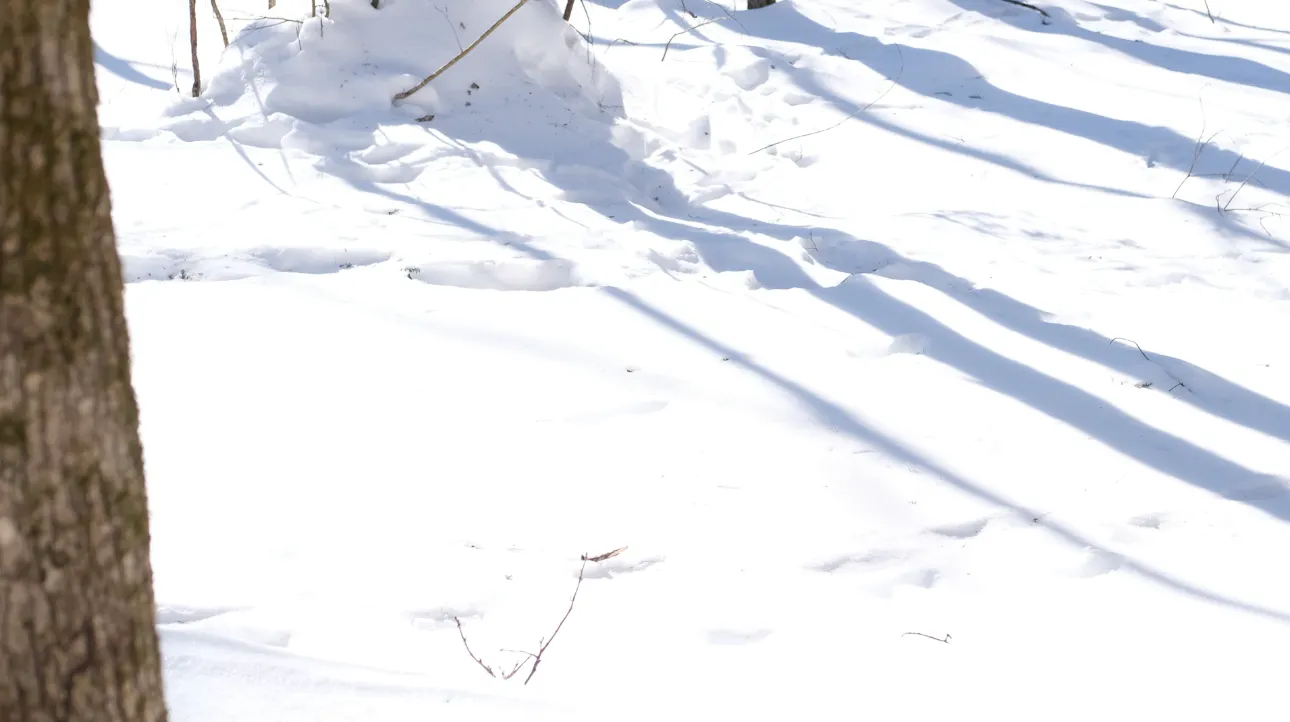 Rindon Johnson and Jordan Loeppky-Kolesnik, "Sitting a little way off, beyond the trees, so as to remain in the full ambit.", 2024—2029. Documentation from February 13, 2026. Saugerties, NY and online at fullambit.blackcube.art. Courtesy the artists and Black Cube.