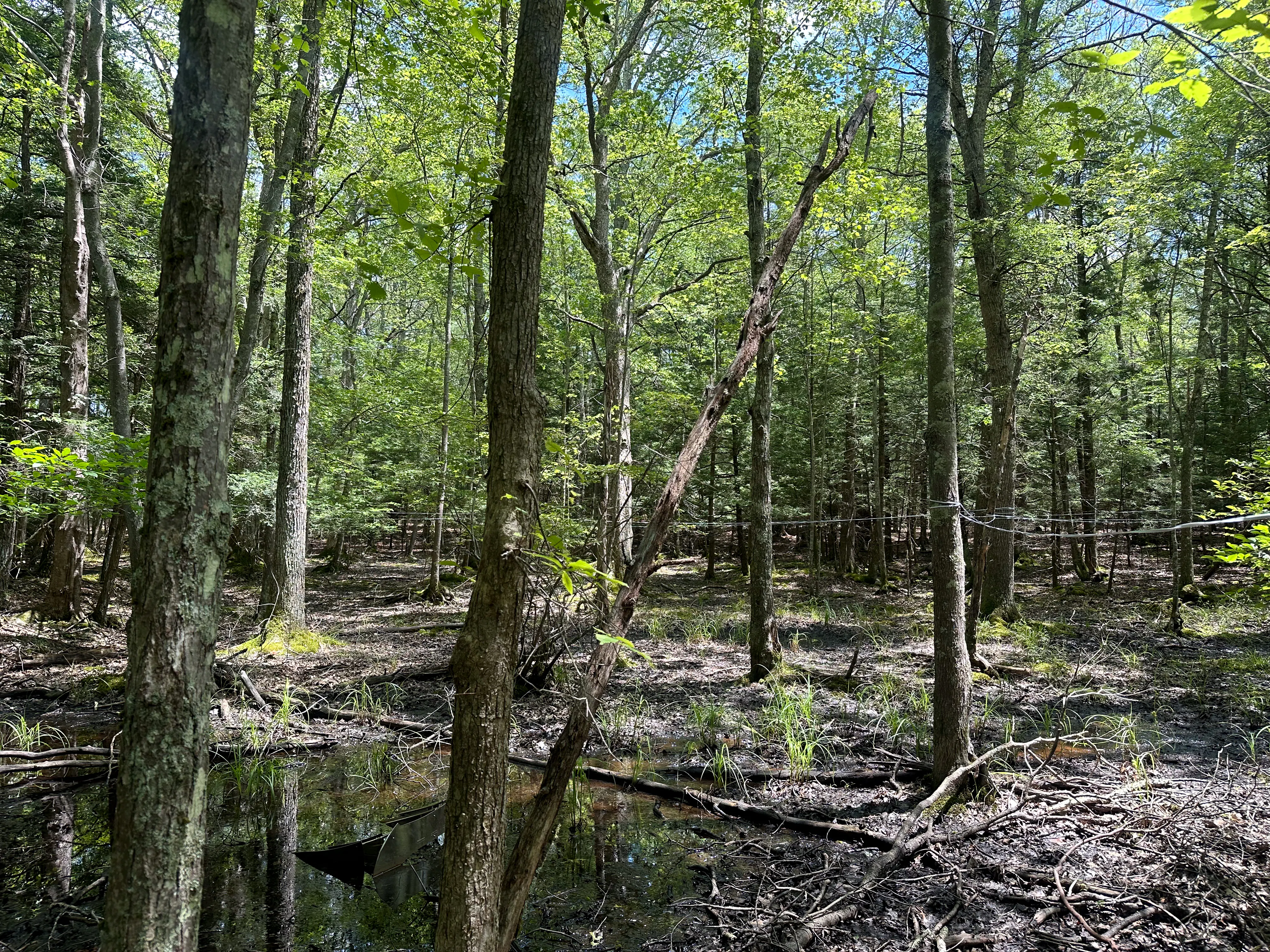 Installing Rindon Johnson and Jordan Loeppky Kolesnik, "Sitting a little way off, beyond the trees, so as to remain in the full ambit.", 2024—2029. Saugerties, NY and online at fullambit.blackcube.art. Courtesy the artists and Black Cube. Photo: Rindon Johnson.