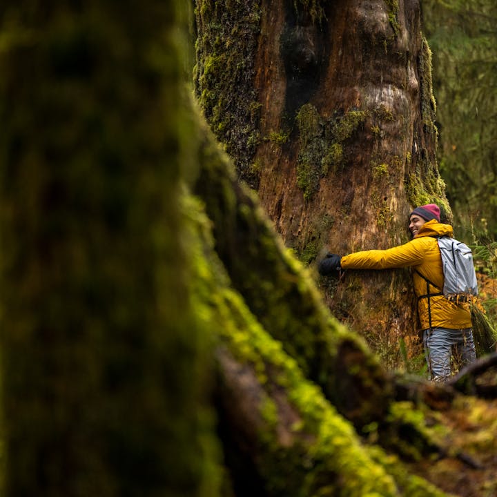 A man hugging a tree in Olympic National Park, Washington. 