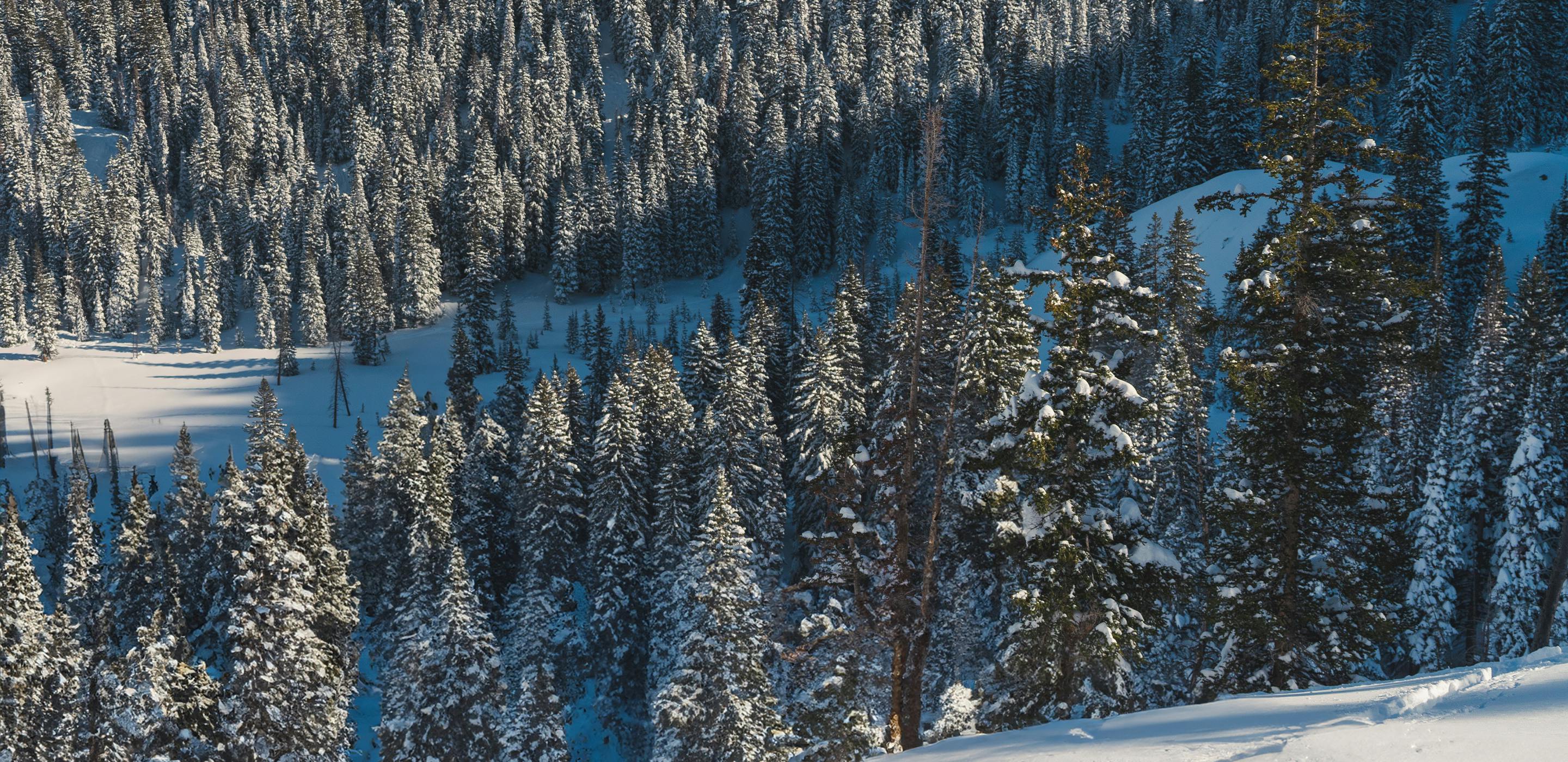 Two splitboarders skinning in the backcountry.