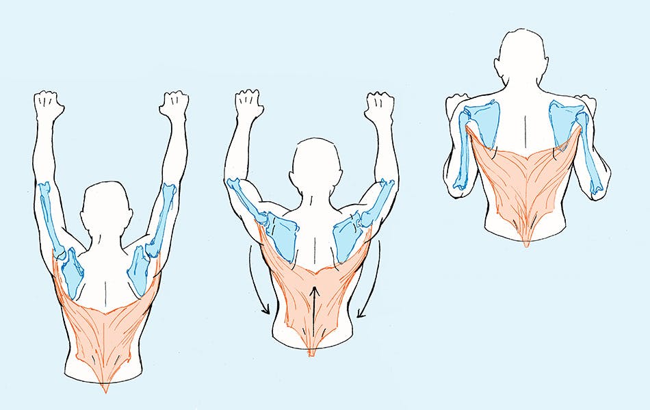 Medical illustration of a series of three figures demonstrating a pull up motion with skeleton and muscles highlighted.