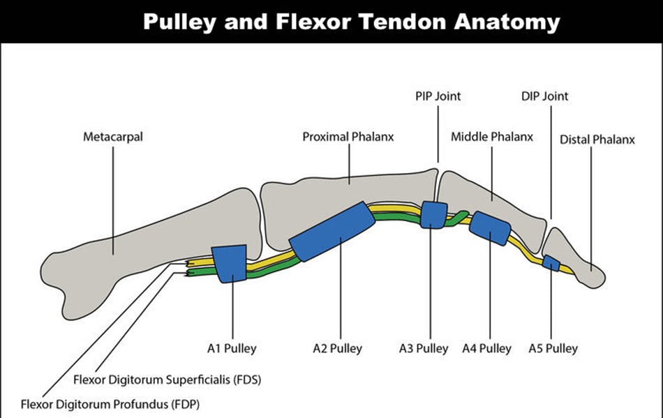 Pulley and Flexor Tendon Anatomy