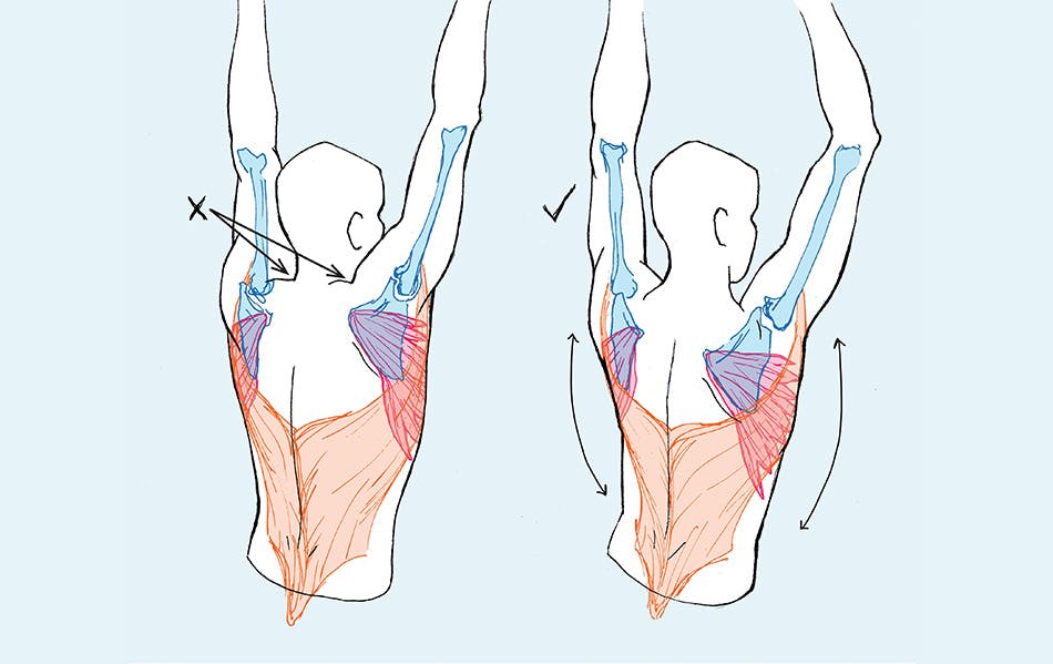 Medical illustration of two person with their arms stretched upwards and muscle and skeleton highlighted.