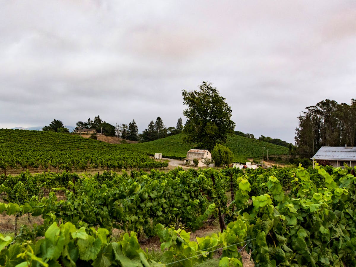 blackknightvineyards.com