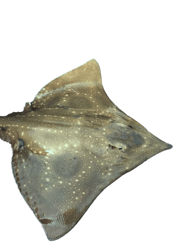 ZTi_URIAACUA3FIg