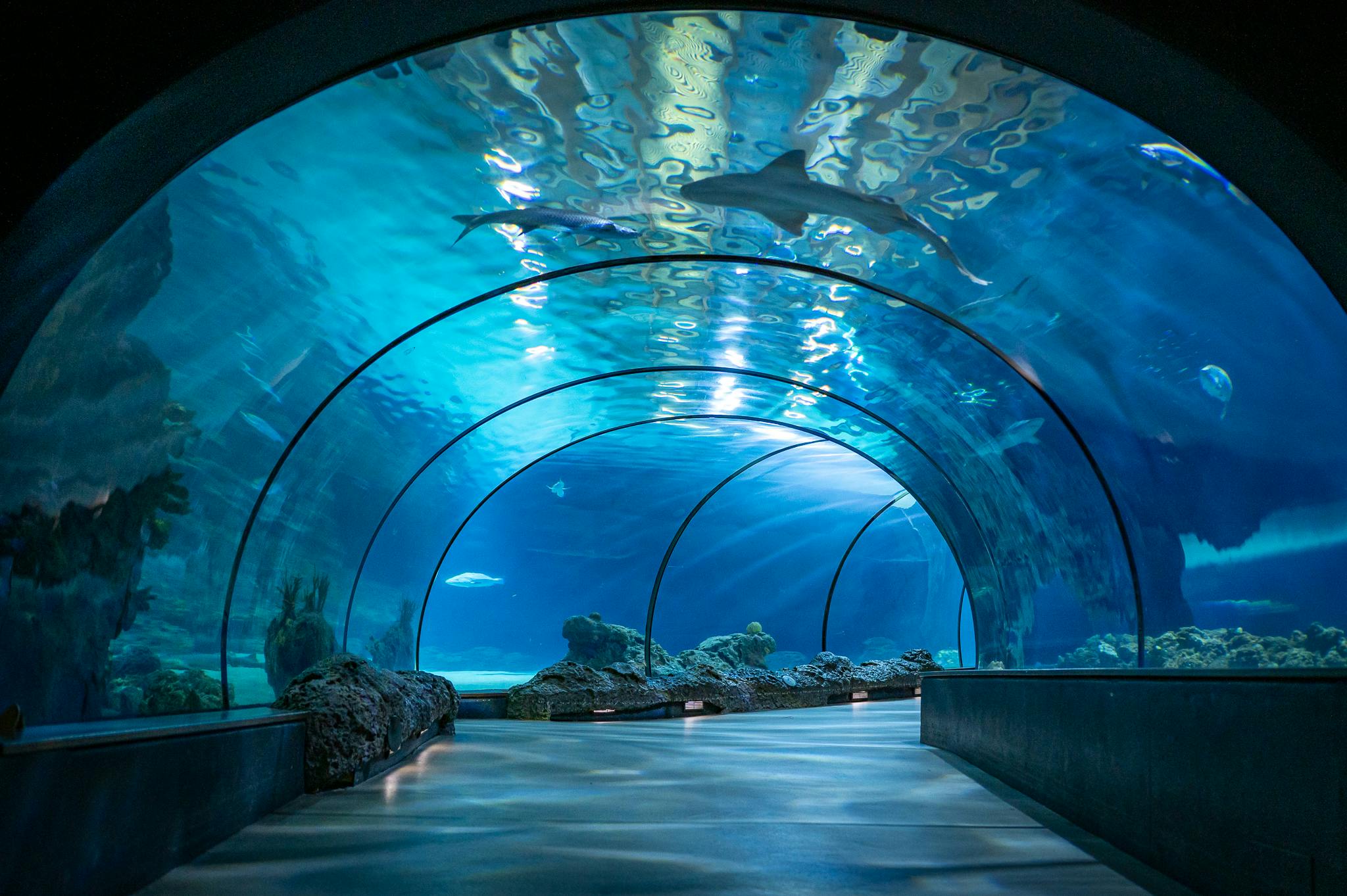 Haaientunnel