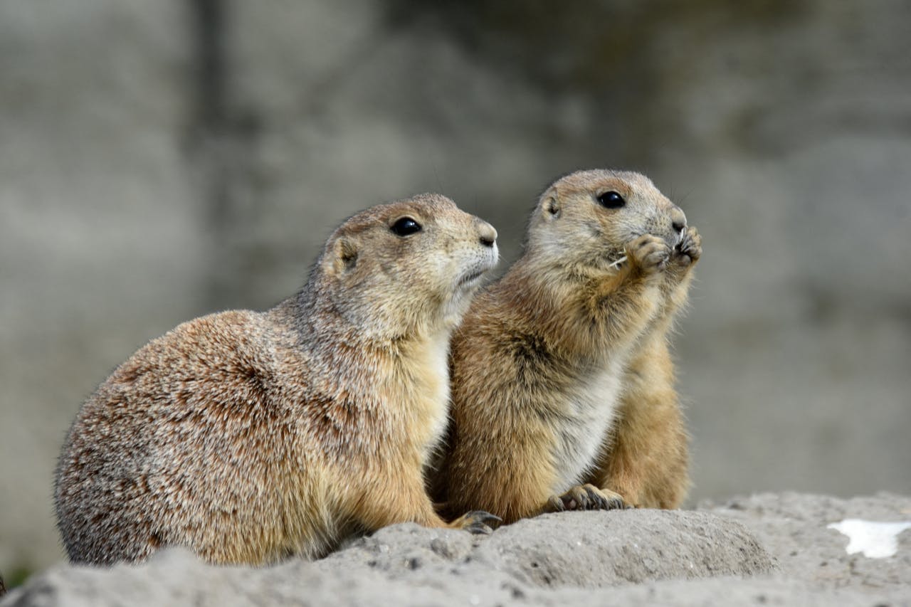 prairie dogs together