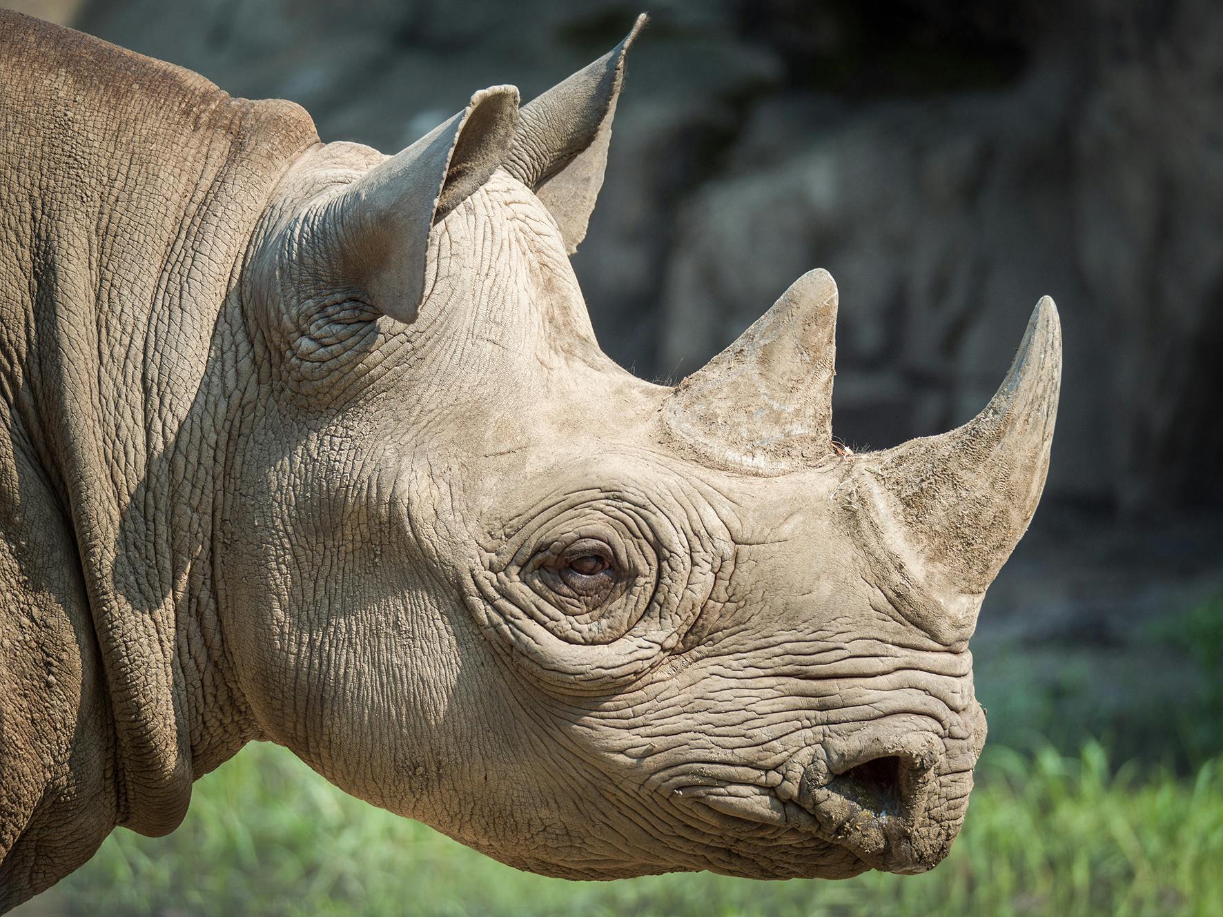 Image of Black rhino