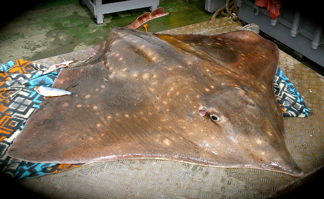 Image of Common skate
