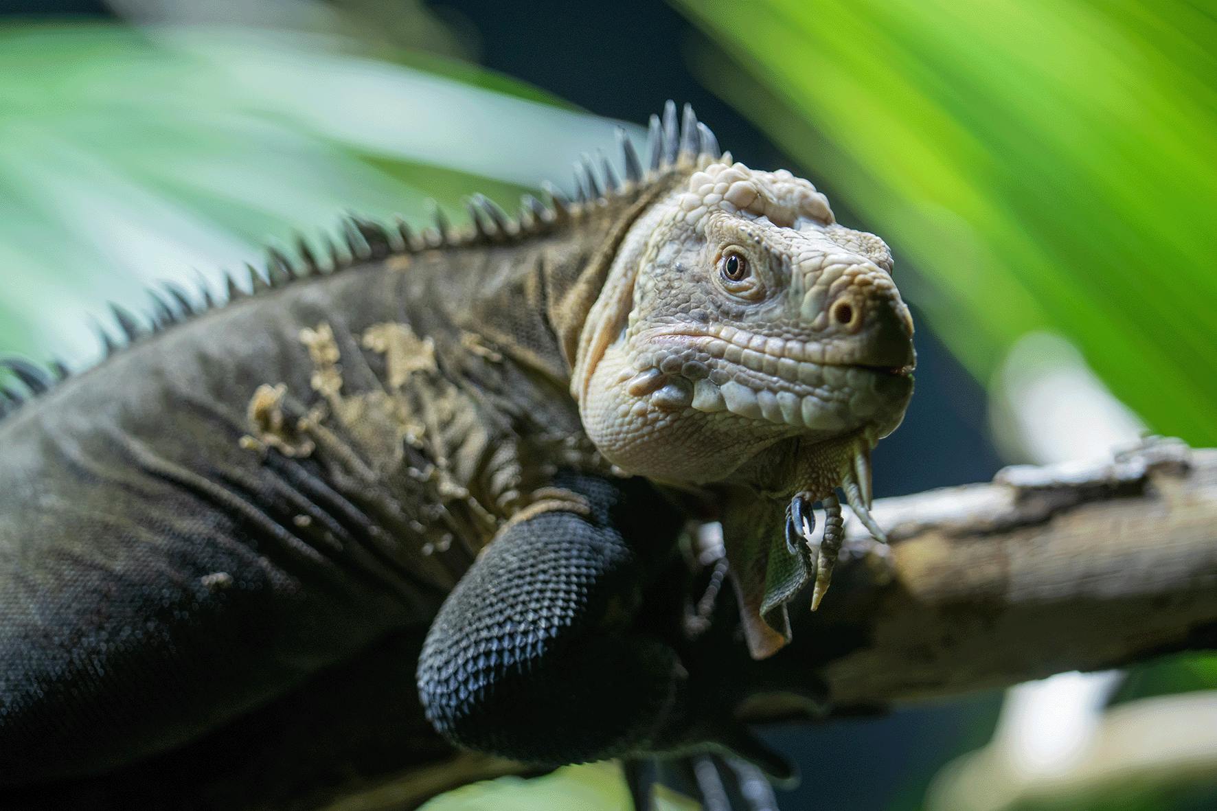 Image of Antillean iguana