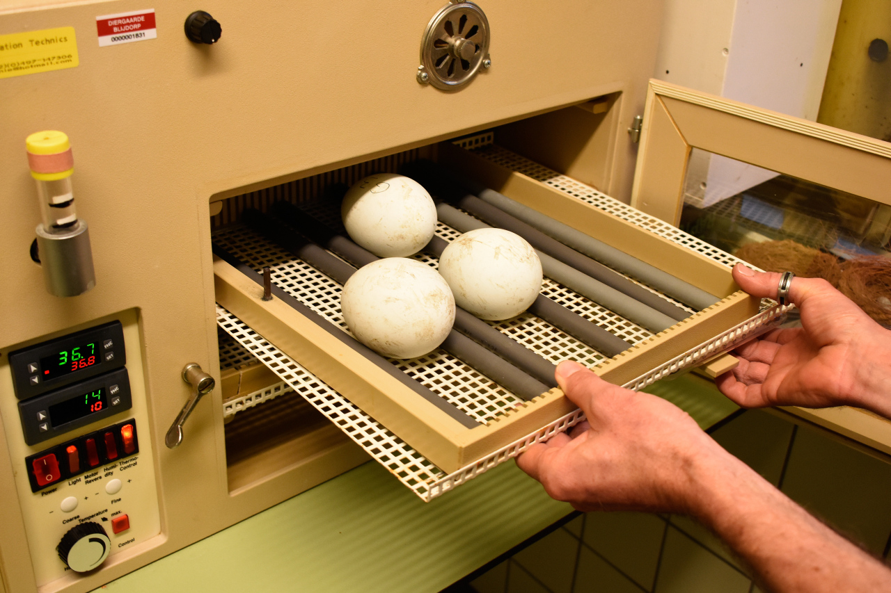 Eieren in de broedmachine 