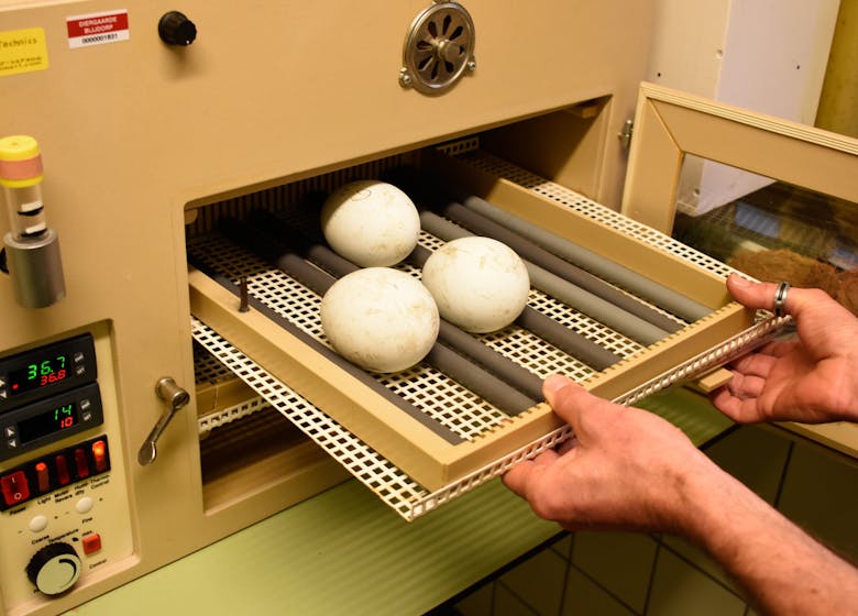 Eieren in de broedmachine
