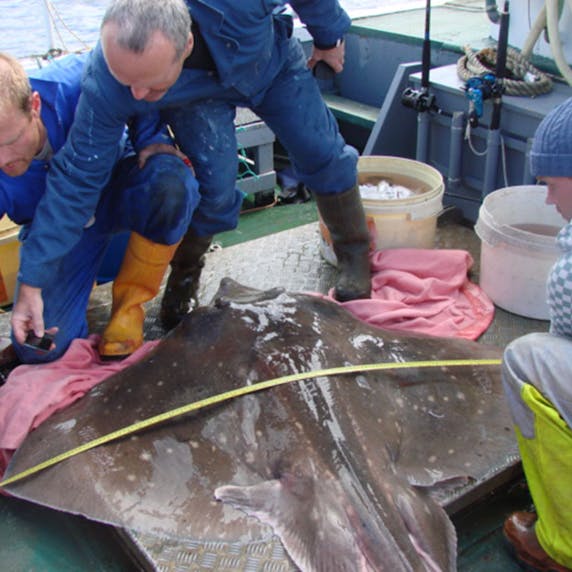 Source: Orkney Skate Trust