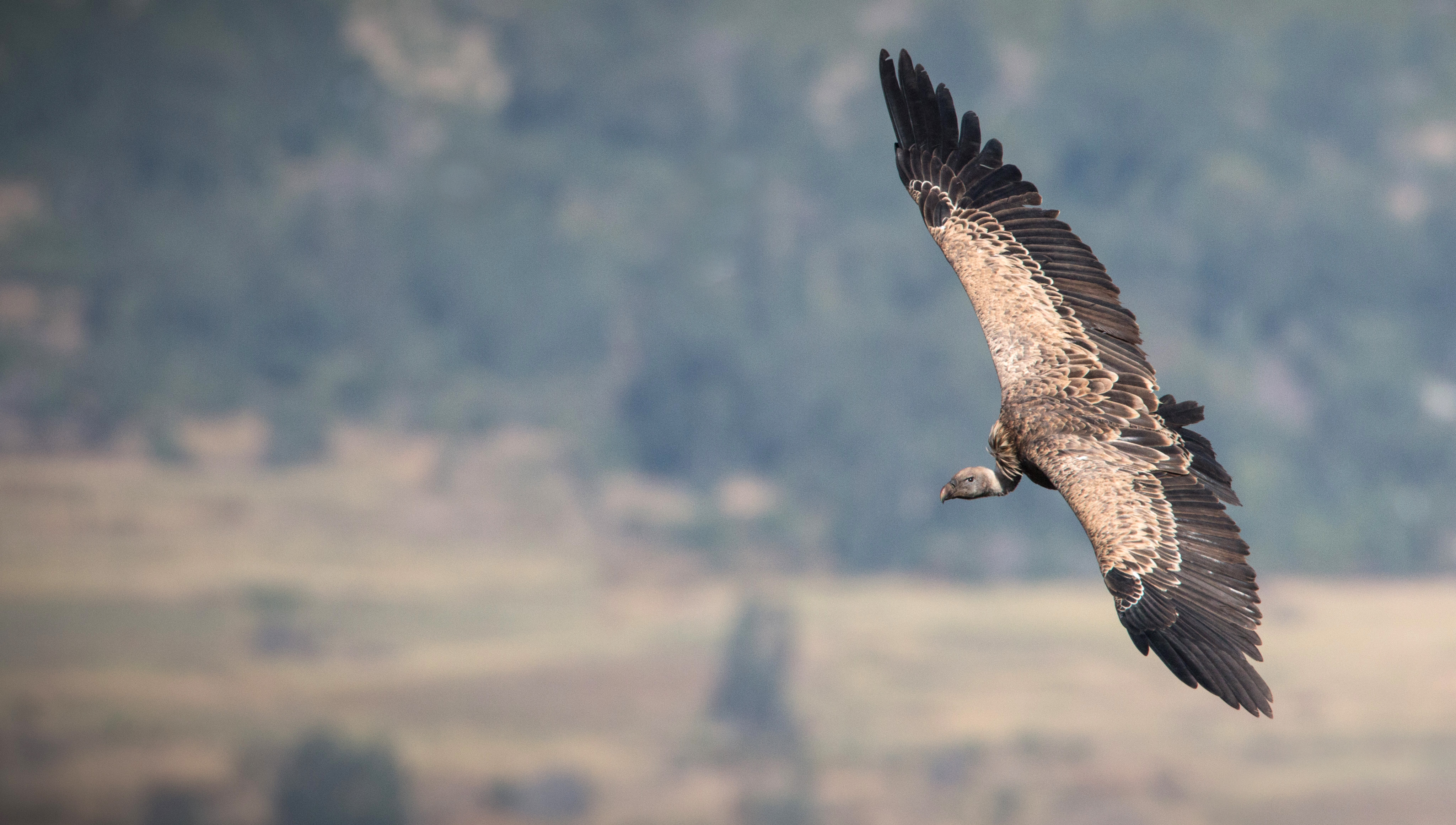Rüppellsgier aan het vliegen in het wild