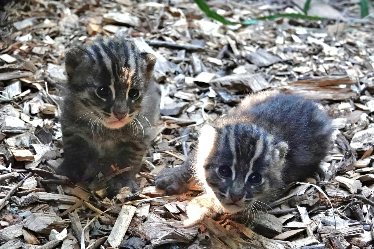 Vissende kittens geboren in Diergaarde Blijdorp