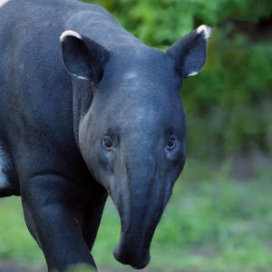 Maleise tapir