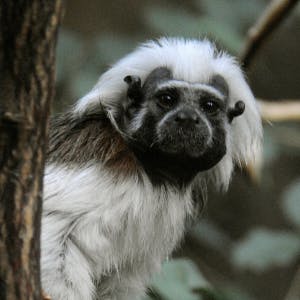 Pinché-aapje