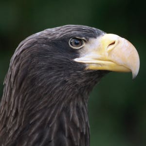 Stellers zeearend
