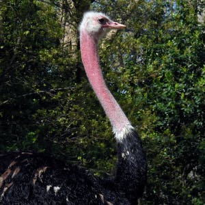 Noord-Afrikaanse struisvogel