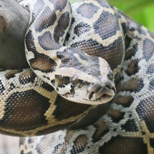 Donkere tijgerpython