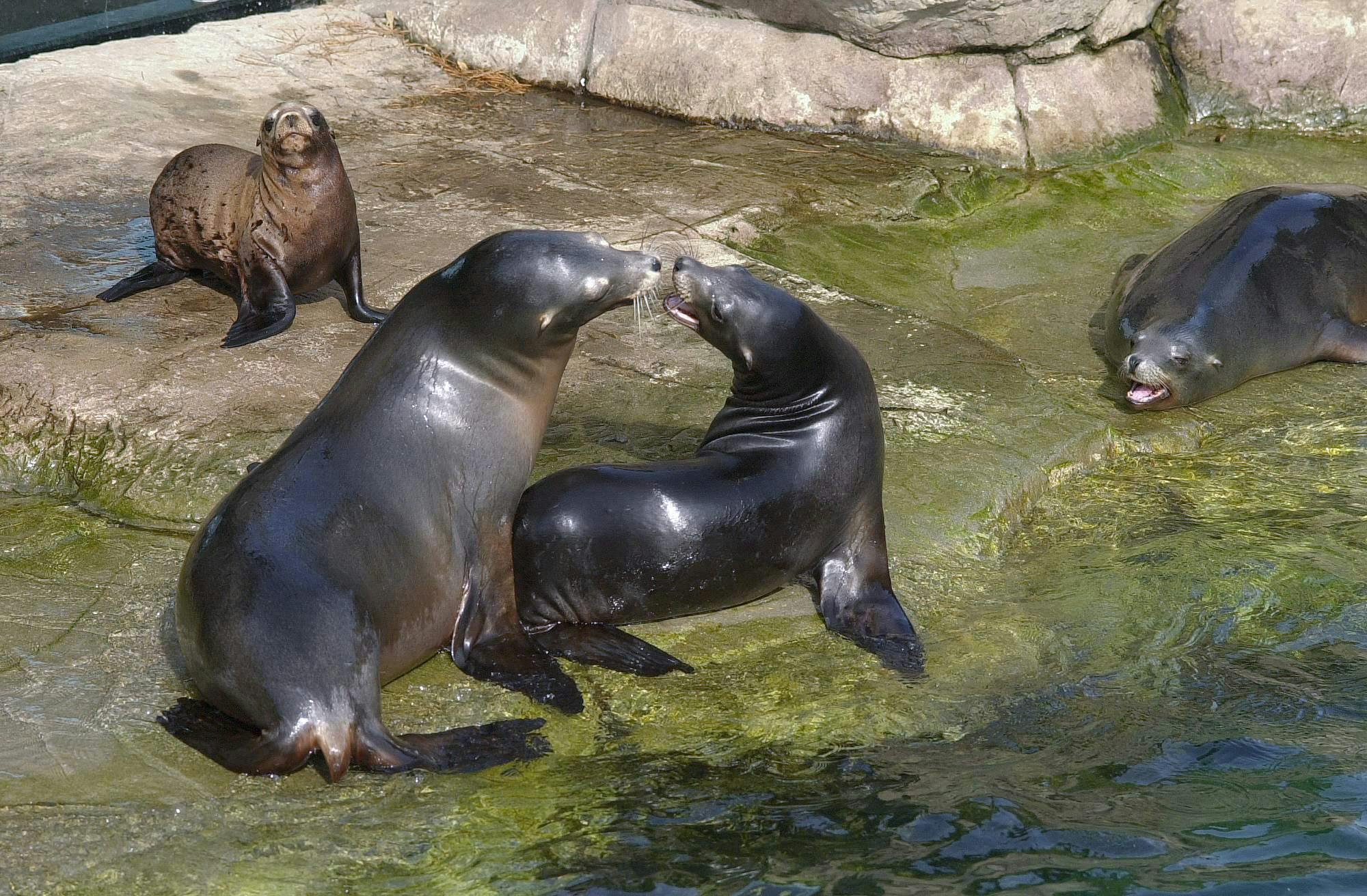 Californische zeeleeuw