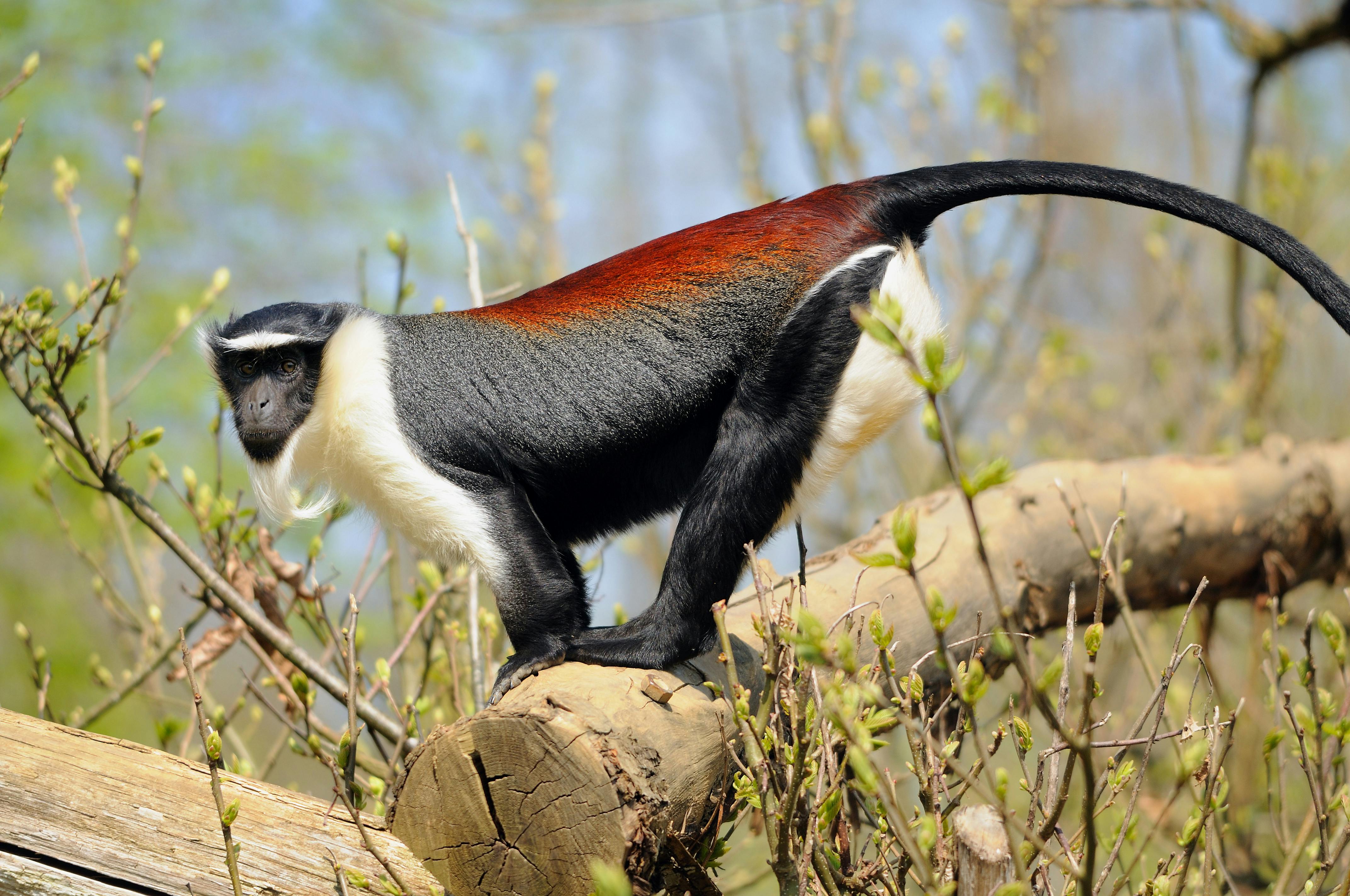 Diana monkey