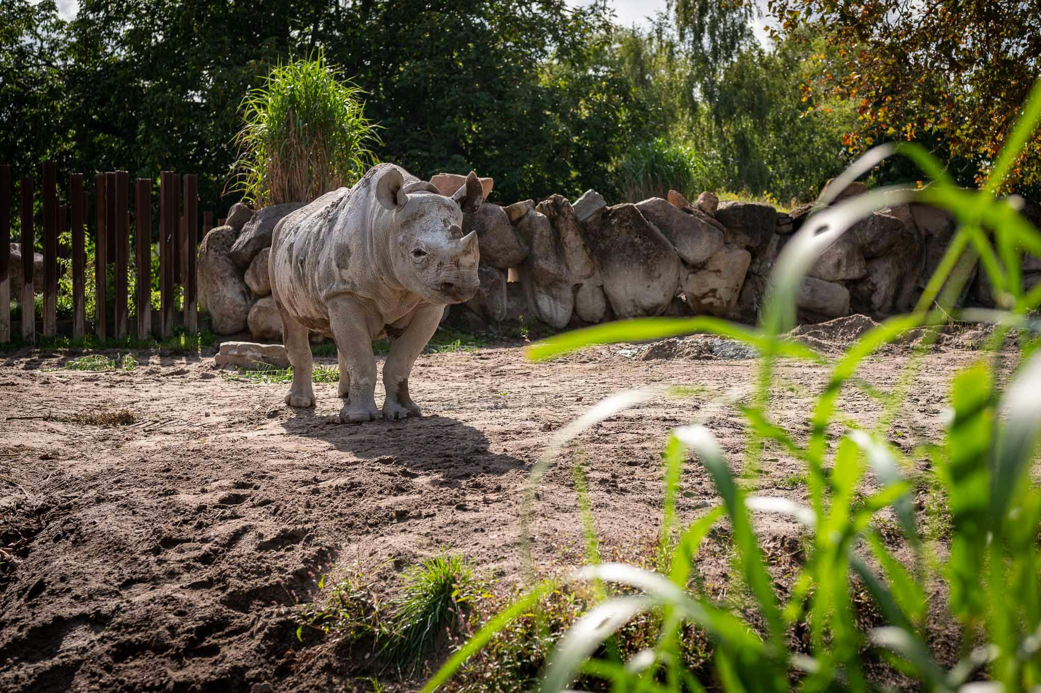 Zwarte neushoorn