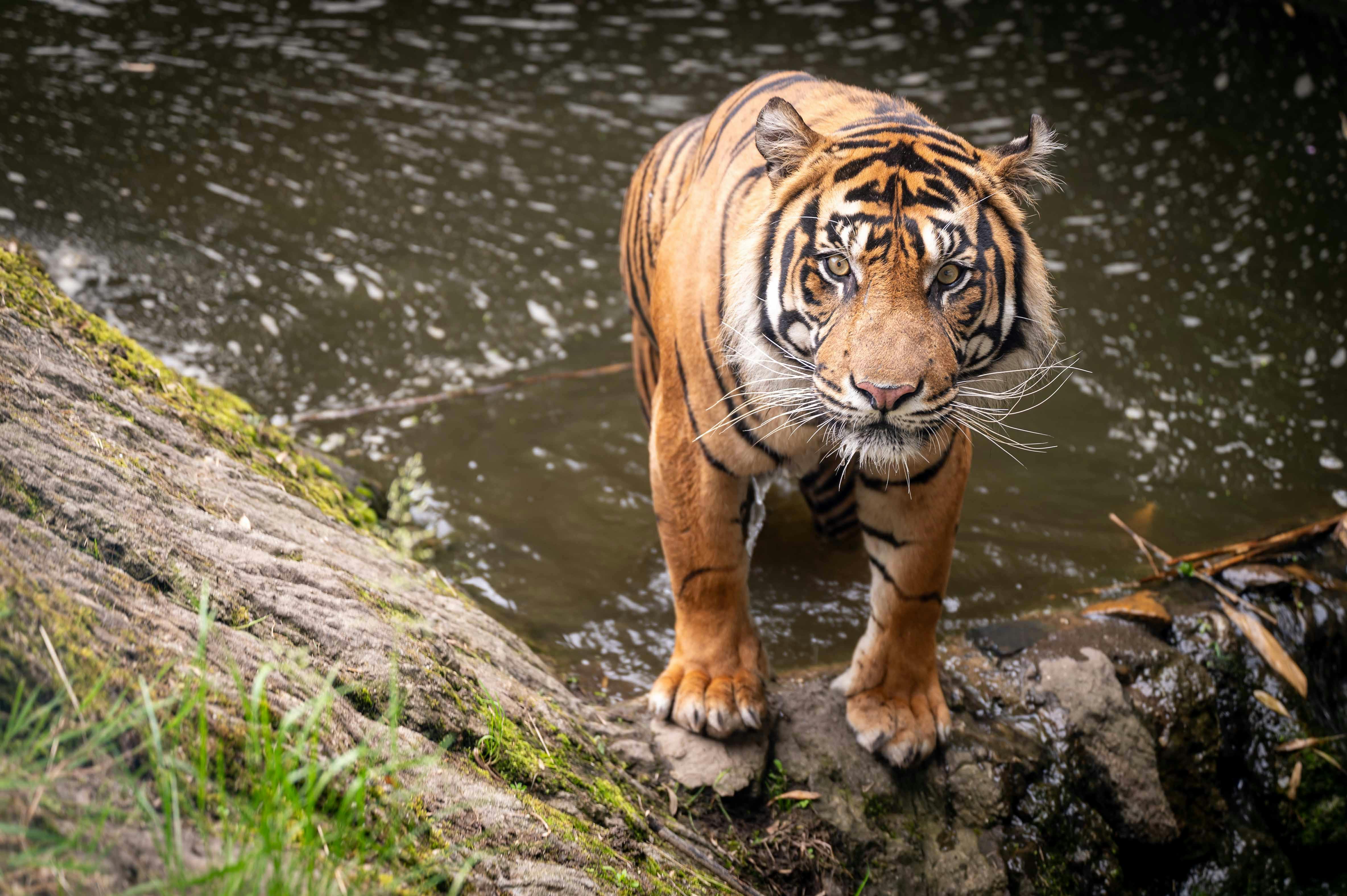 Sumatraanse tijger