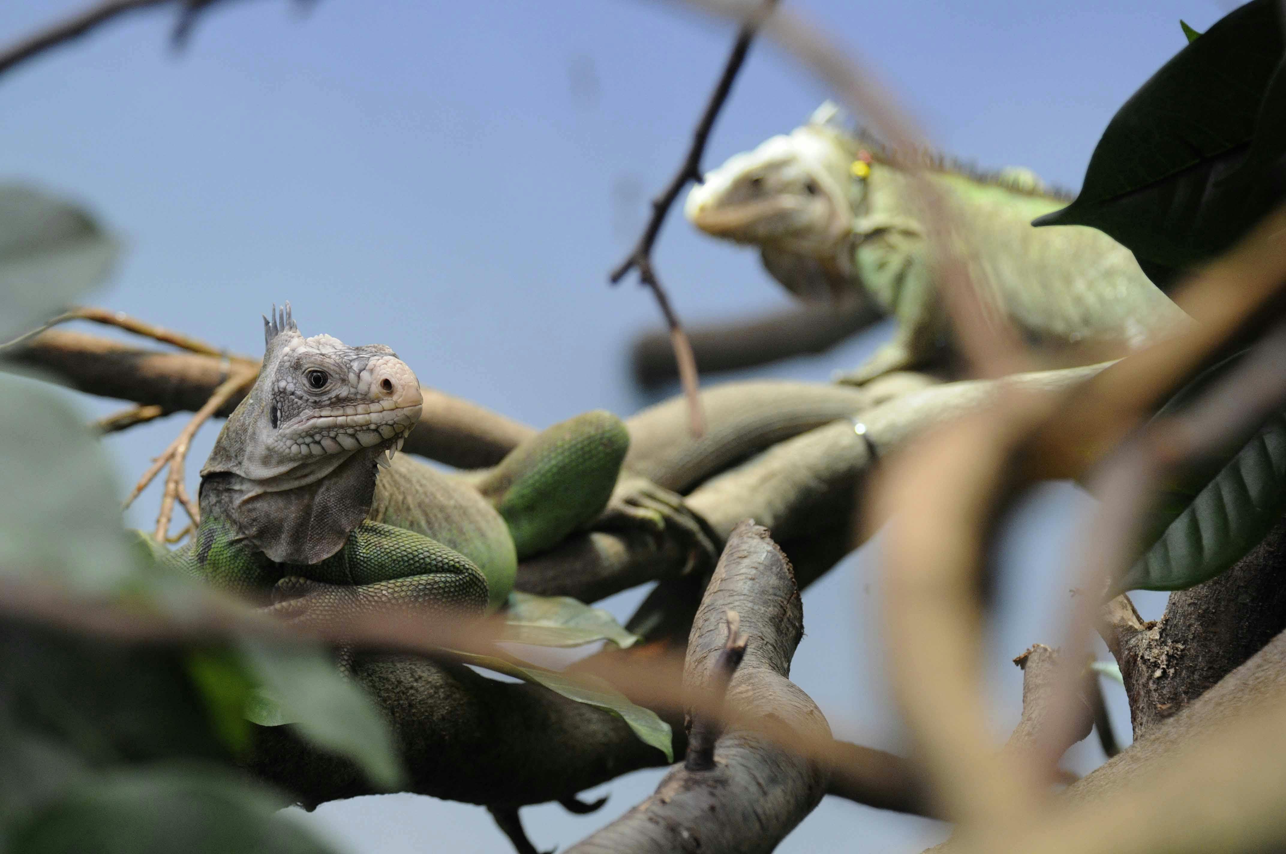 Antilliaanse leguaan