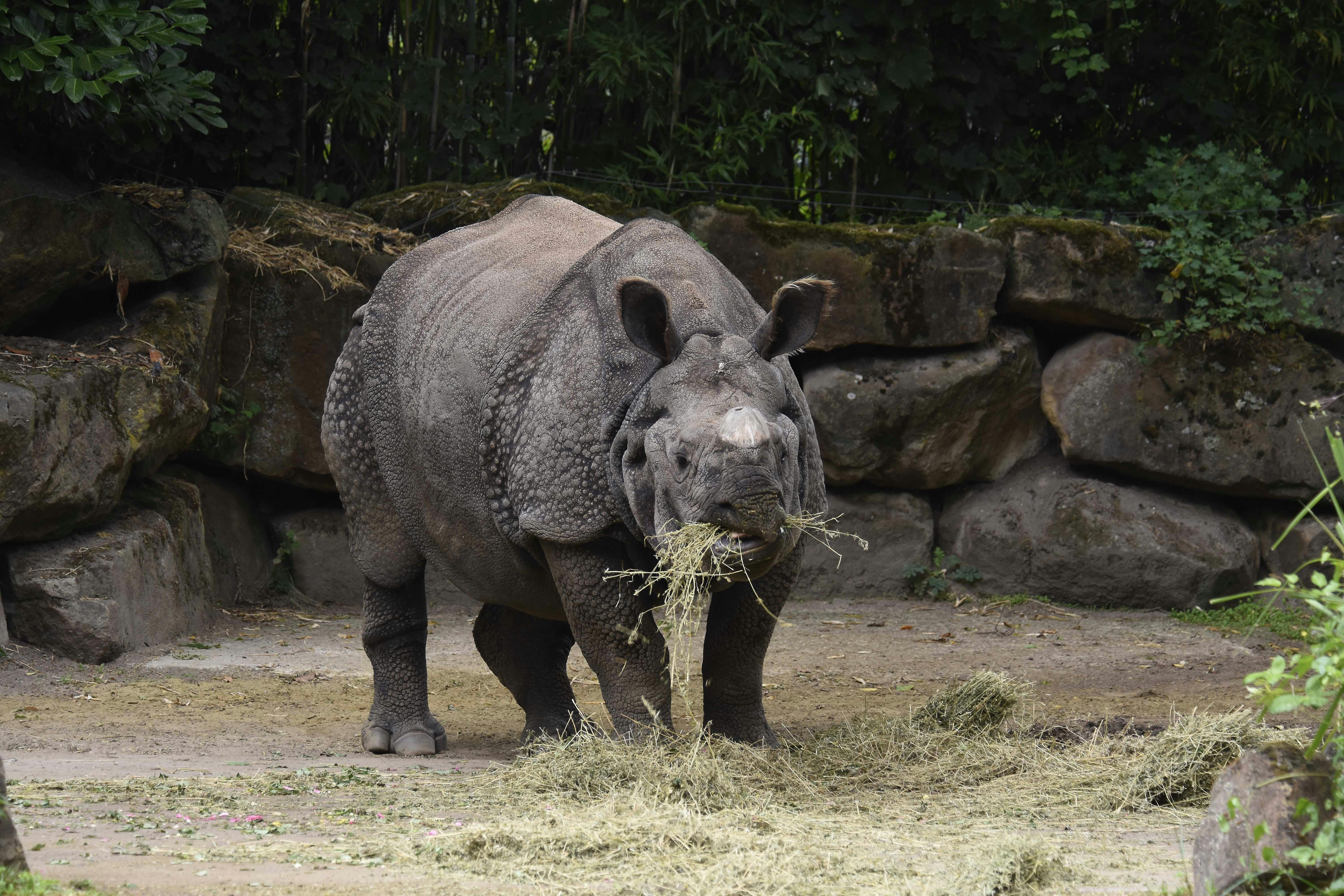 Indische neushoorn