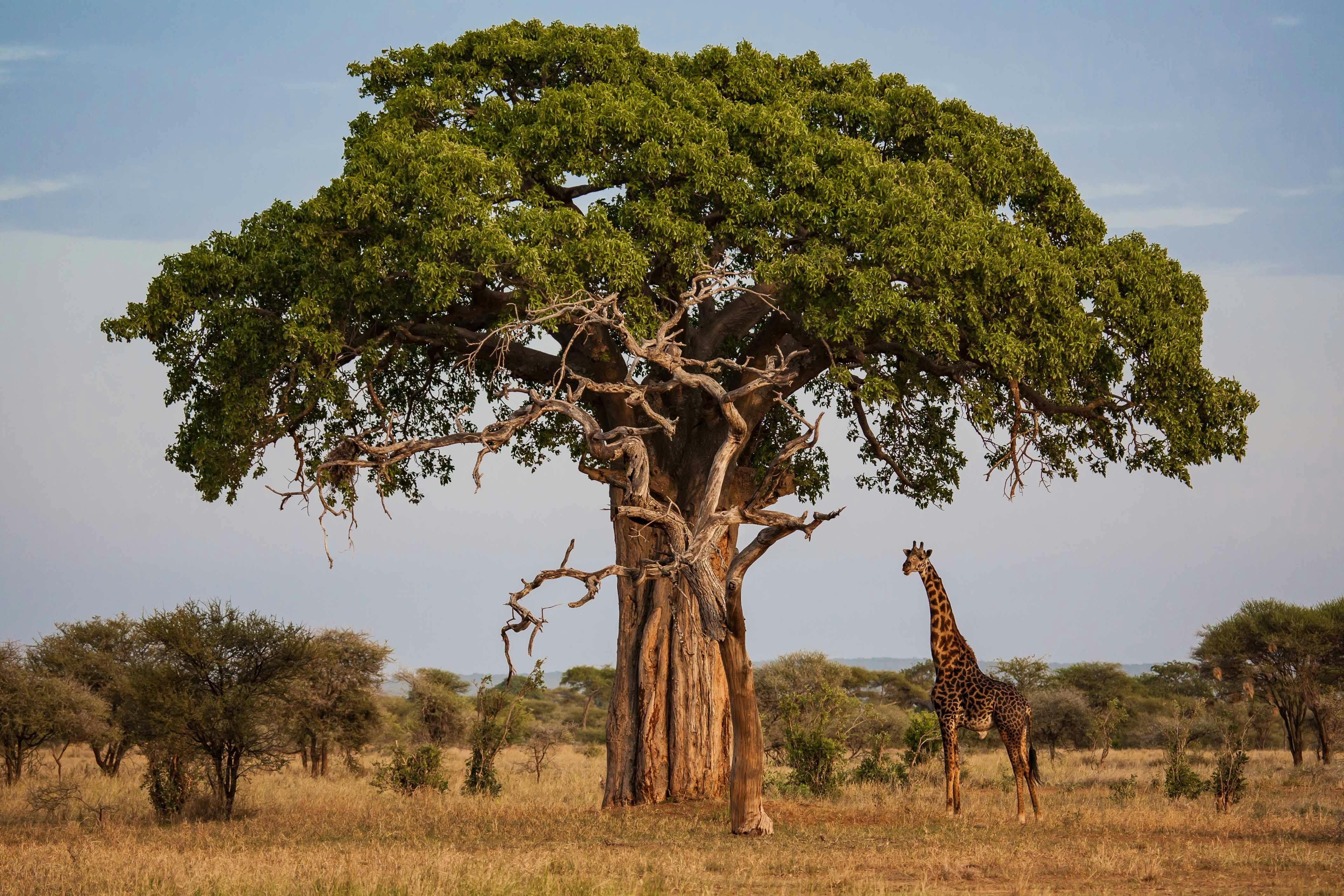 Baobab