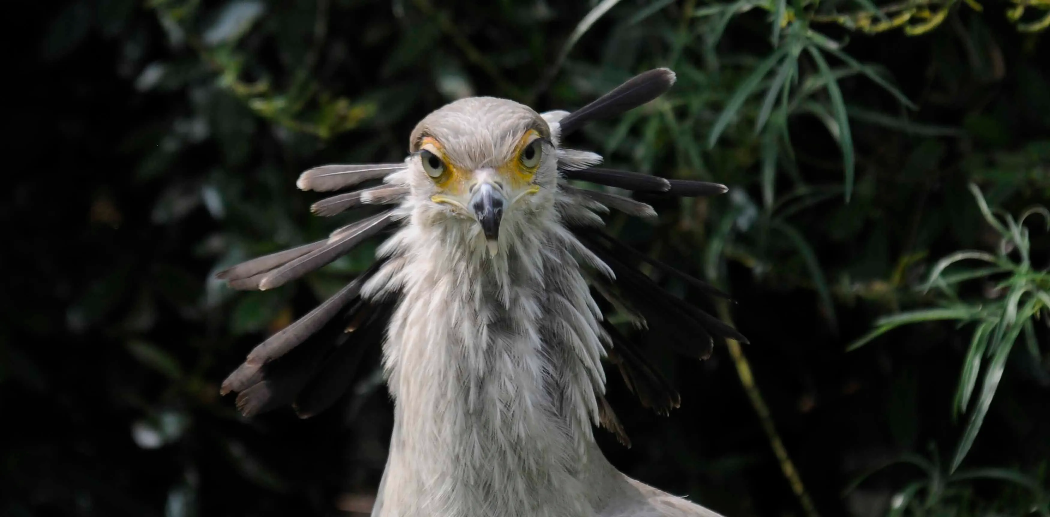 Secretarisvogel