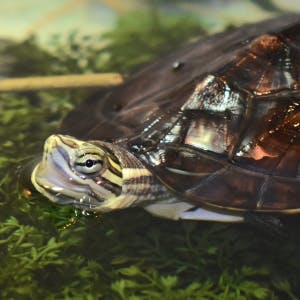 Annam waterschildpad - animatie