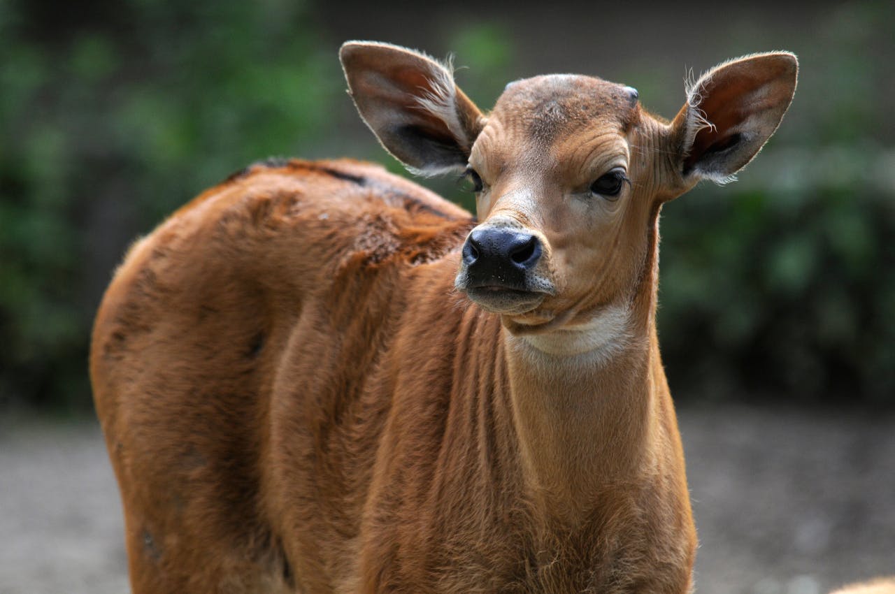 Banteng