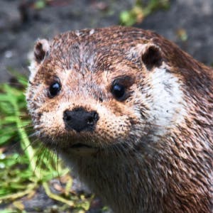 Euraziatische otter