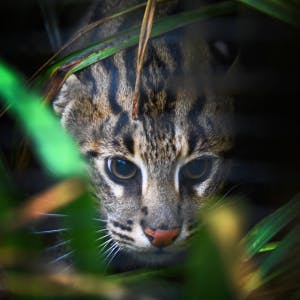 Vissende kat