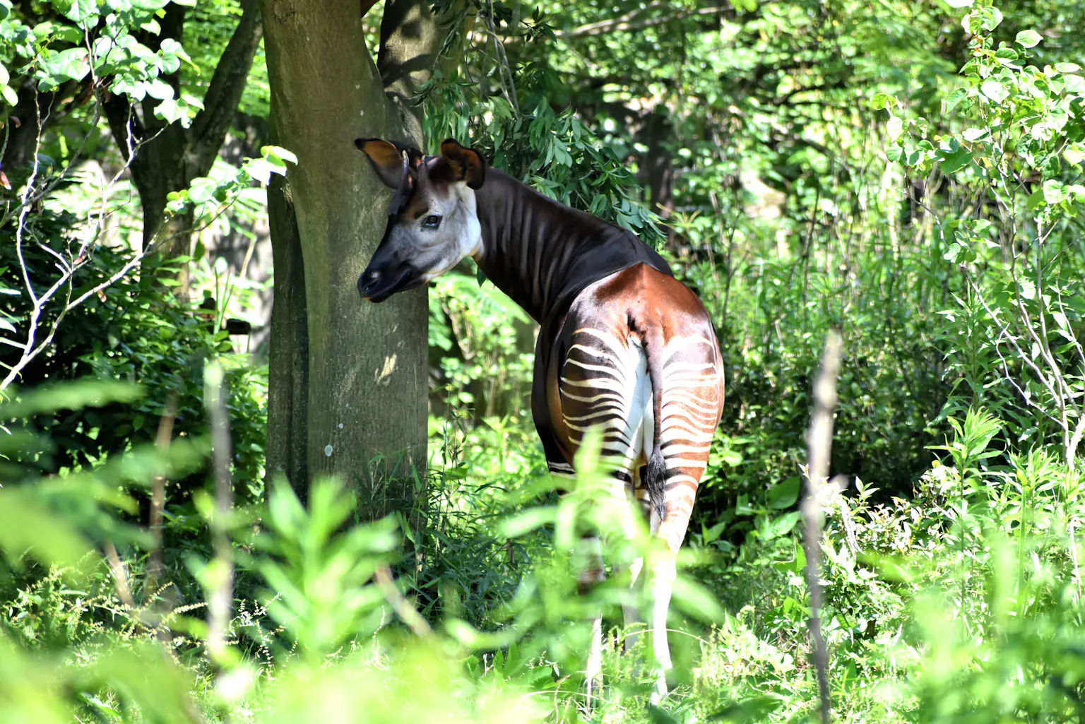 Discover the elusive okapi at Rotterdam Zoo!